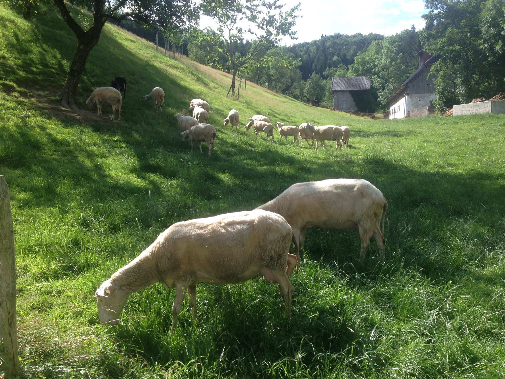 Schafhaltung und Hühner auf den Wiesen am Traunstein
